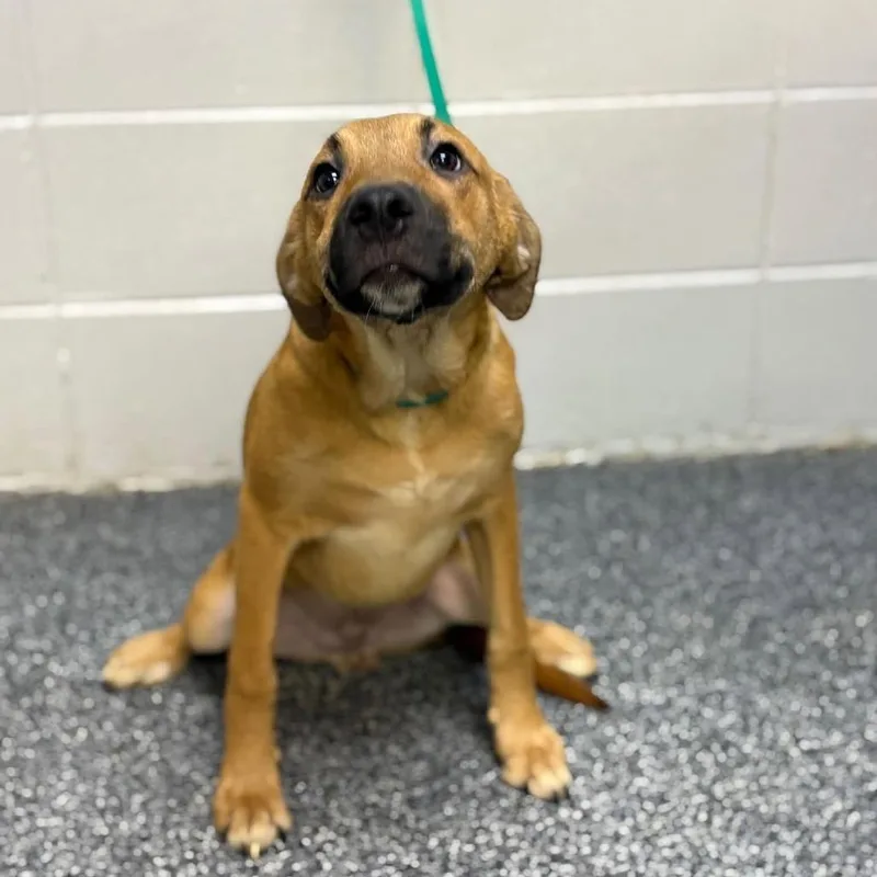 A young medium-sized male Golden Mixed Breed dog named Squish for adoption in Long Island City, NY