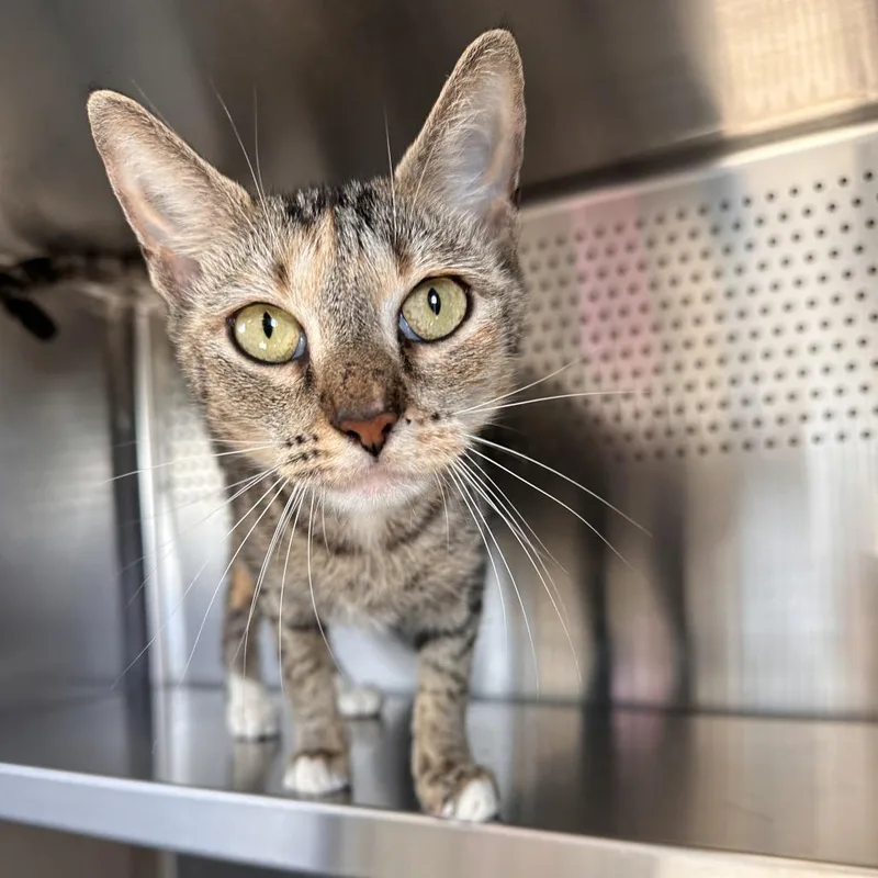 An adult medium-sized female Brown / Chocolate Domestic Short Hair cat named Lila for adoption in Sarasota, FL