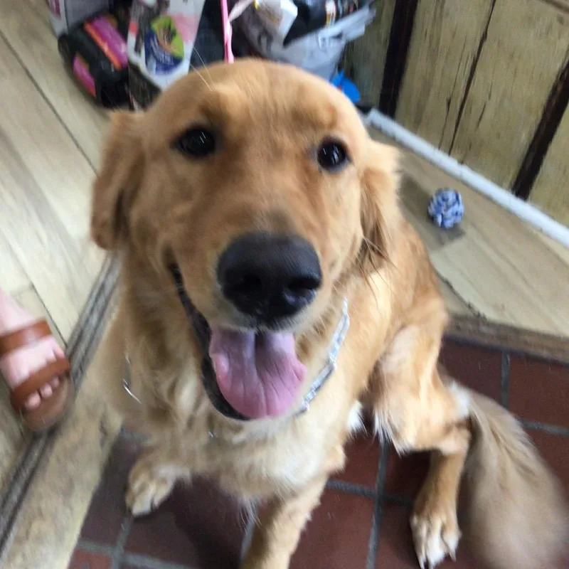 An adult large-sized female Golden Retriever dog named Daisy May for adoption in New Orleans, LA