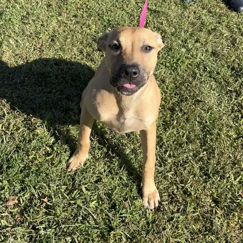 A baby medium-sized female Yellow / Tan / Blond / Fawn Pit Bull Terrier dog named Pixie for adoption in Valdosta, GA