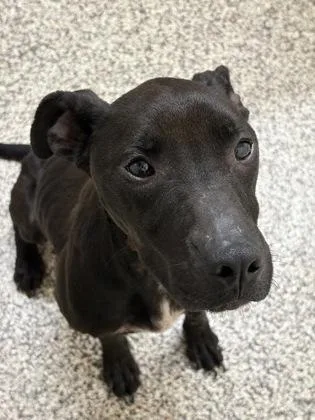 A young medium-sized female Mixed Breed dog named Seanna for adoption in Westland, MI