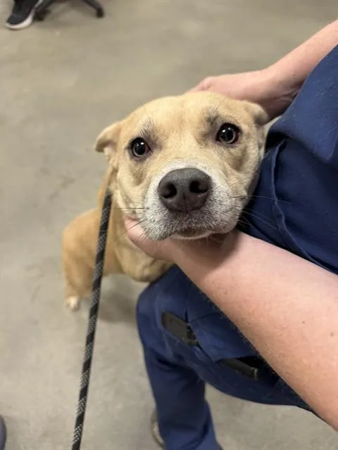 A young medium-sized female Pit Bull Terrier dog named Fendi for adoption in Upper Marlboro, MD