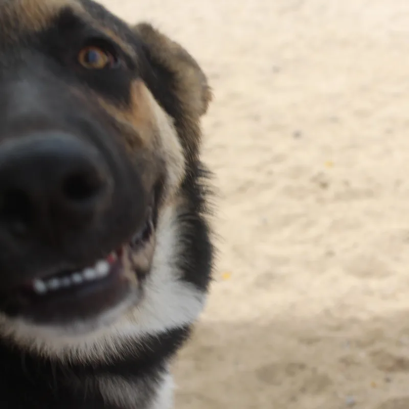Koda