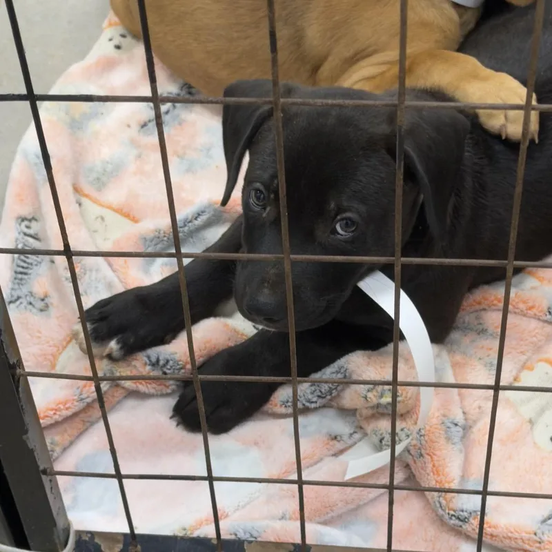 A baby small-sized male Labrador Retriever dog named John Roy for adoption in Birmingham, AL