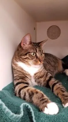 An adult small-sized female Domestic Short Hair cat named Luna for adoption in West Chester, PA