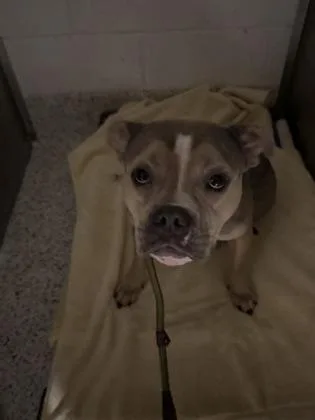 An adult medium-sized male Mixed Breed dog named Fester for adoption in Atlanta, GA