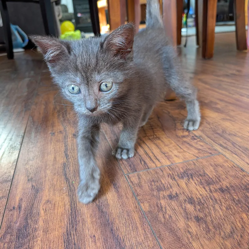 A baby medium-sized male Black American Shorthair cat named Oakley for adoption in Columbia, MD