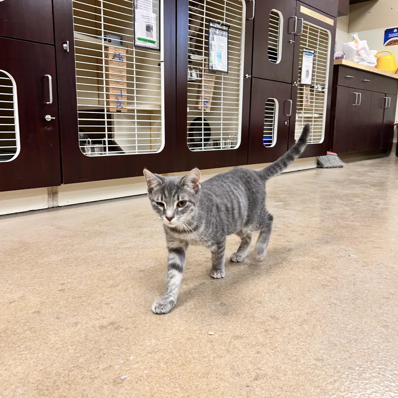 A young small-sized female Tabby (Gray / Blue / Silver) Domestic Short Hair cat named Tomato for adoption in Myerstown, PA