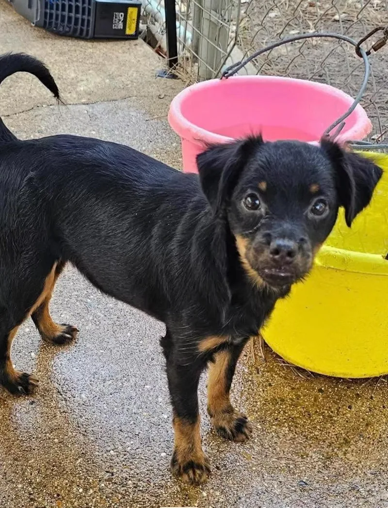 A baby small-sized female Chihuahua dog named Bay for adoption in Uxbridge, MA