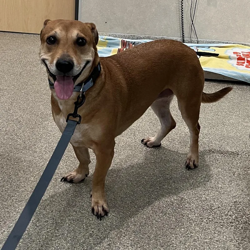 An adult medium-sized female Yellow / Tan / Blond / Fawn Mixed Breed dog named Tabitha for adoption in Jacksonville, FL