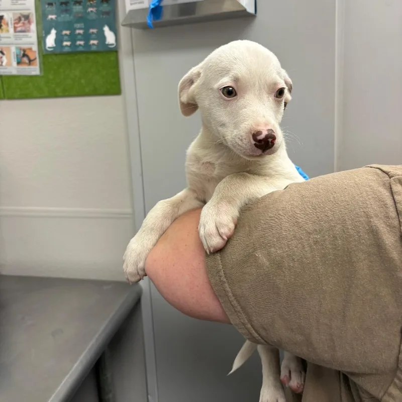 A baby medium-sized male White / Cream Mixed Breed dog named Red for adoption in Columbiana, AL
