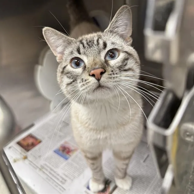 An adult large-sized male Domestic Short Hair cat named Gecko for adoption in Las Vegas, NV