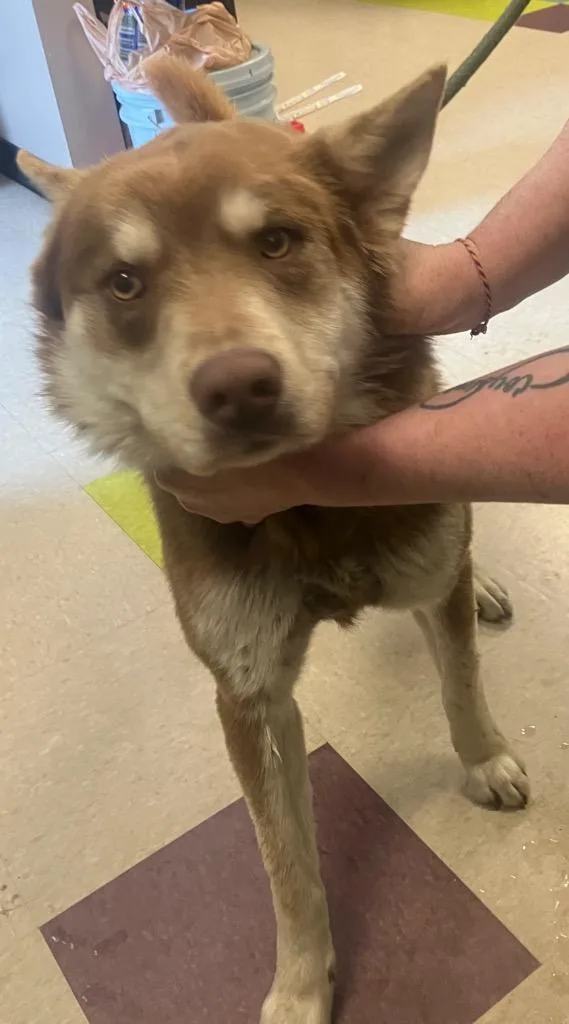 A young medium-sized male Mixed Breed dog named Kimber for adoption in Gallatin, TN