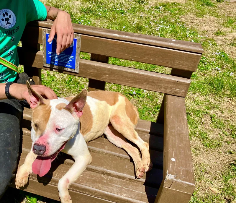 An adult medium-sized female Terrier dog named Baby Girl for adoption in Terre Haute, IN
