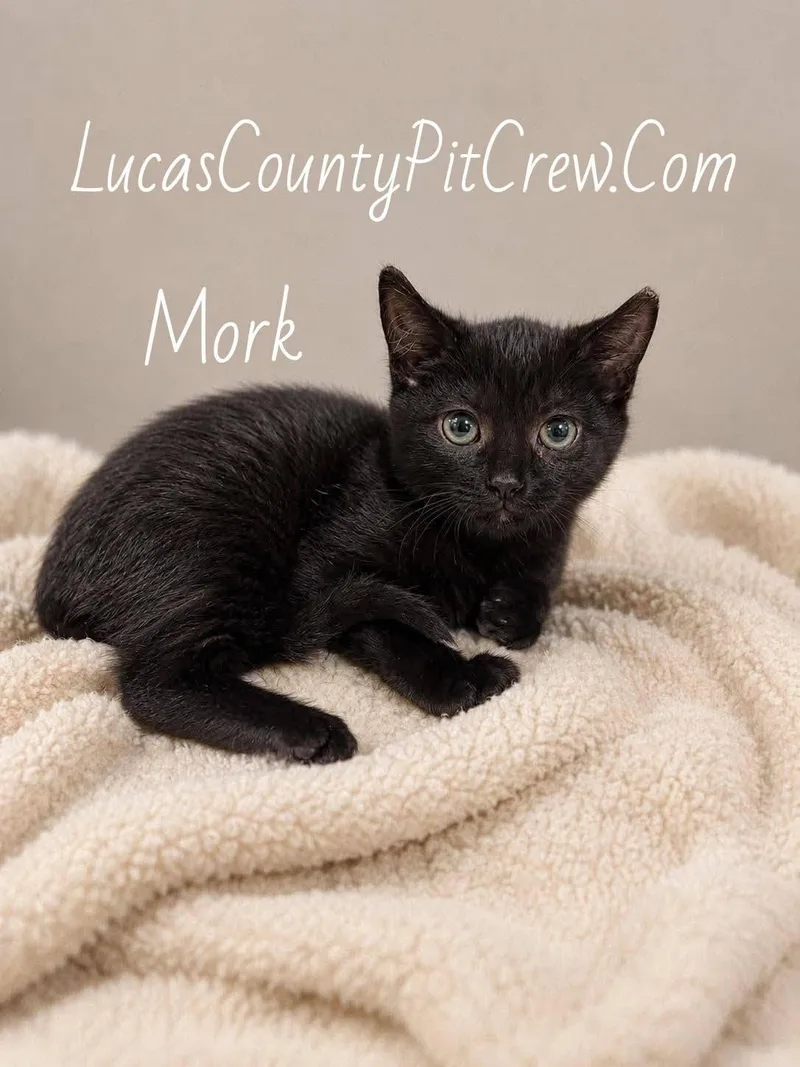 Mork