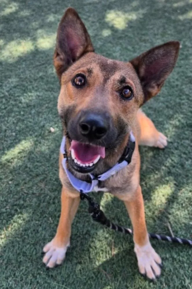A young medium-sized female German Shepherd Dog dog named Fresca for adoption in Sedalia, CO