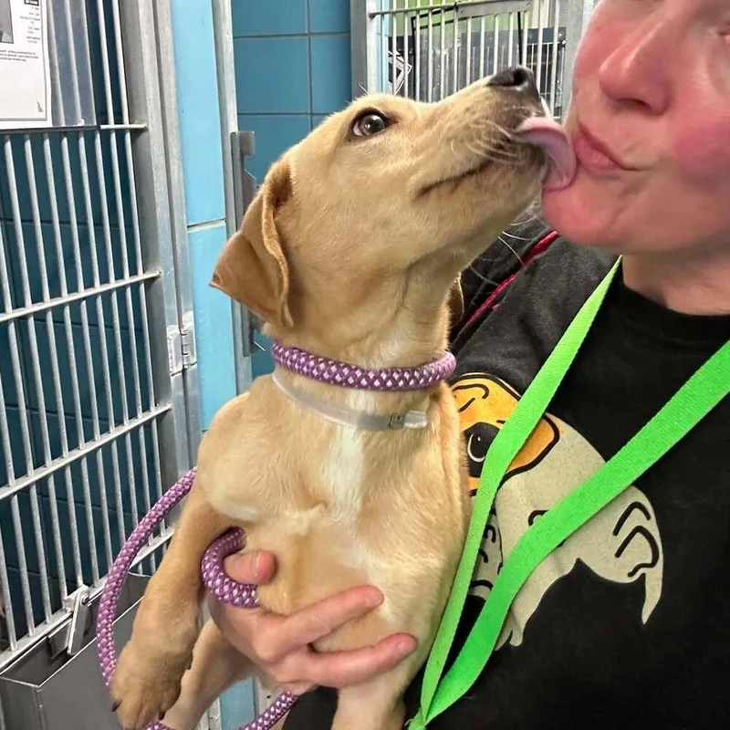 A young medium-sized male Yellow / Tan / Blond / Fawn Labrador Retriever dog named Currane Seymour for adoption in Broomfield, CO