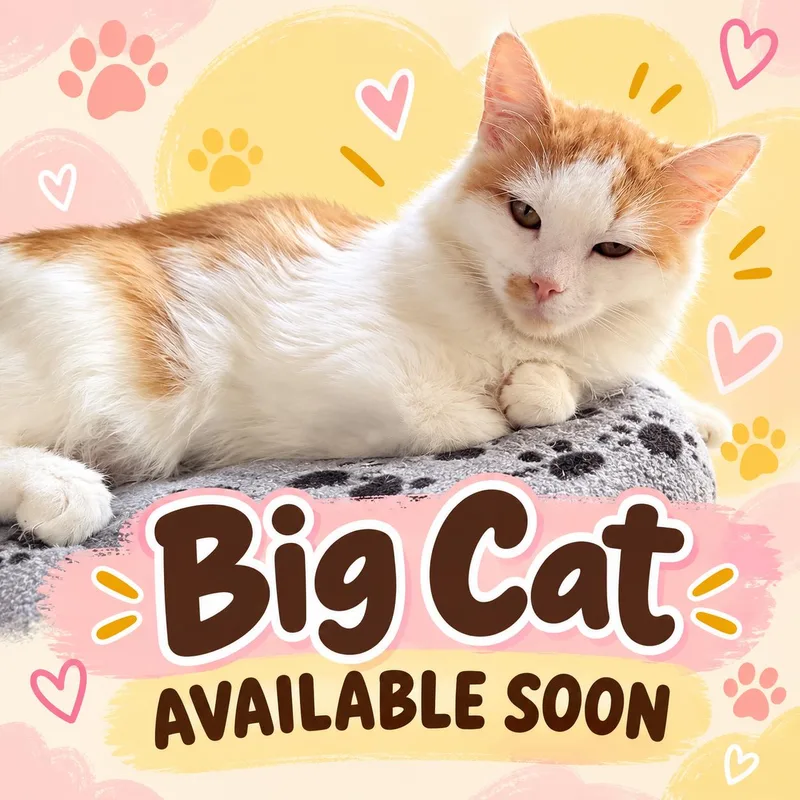 A young medium-sized female Orange & White Domestic Long Hair cat named Big Cat for adoption in Marshall, MO