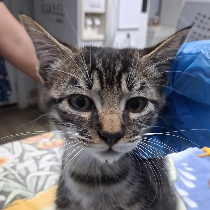 A baby small-sized male Brown / Chocolate Domestic Medium Hair cat named Greg for adoption in Summerville, SC