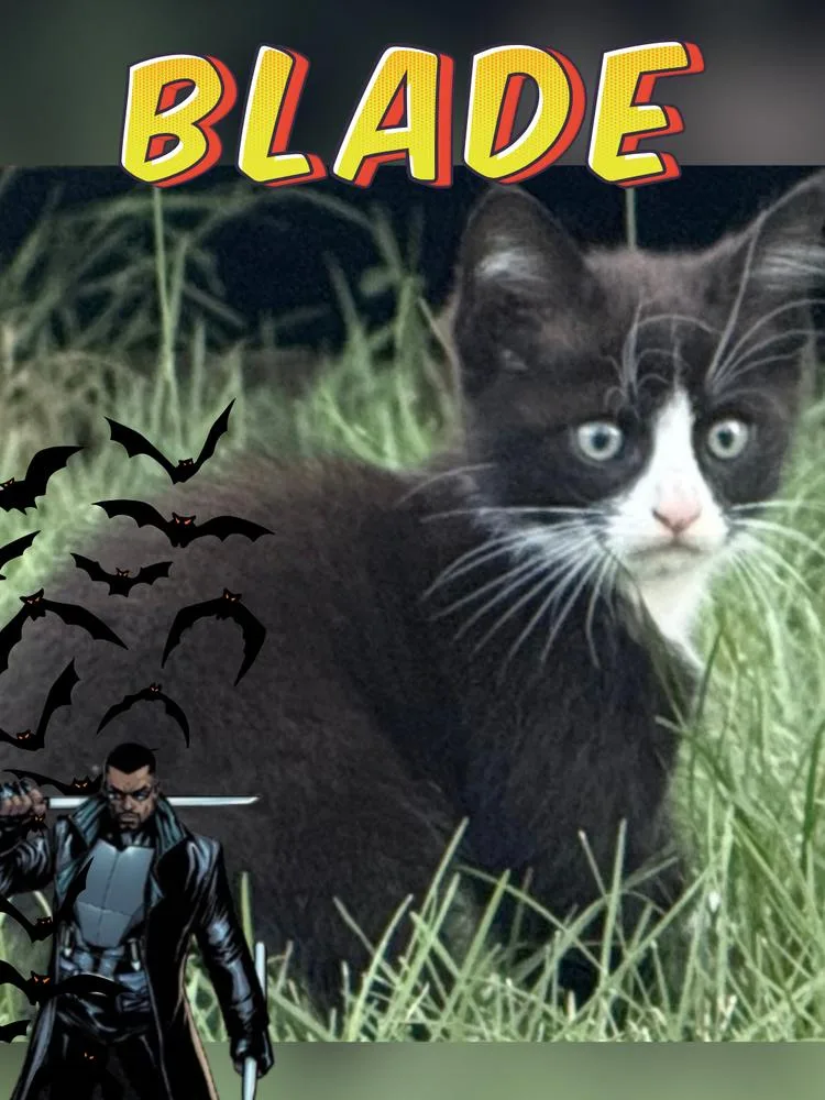 A baby small-sized male Domestic Short Hair cat named Blade for adoption in Ferndale, MI