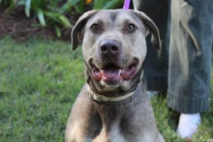 An adult large-sized female American Bulldog dog named Xena for adoption in Brunswick, GA