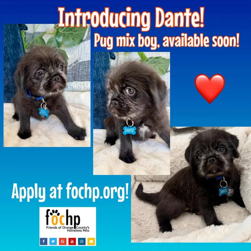 A baby small-sized male Pug dog named Dante for adoption in Orange, CA