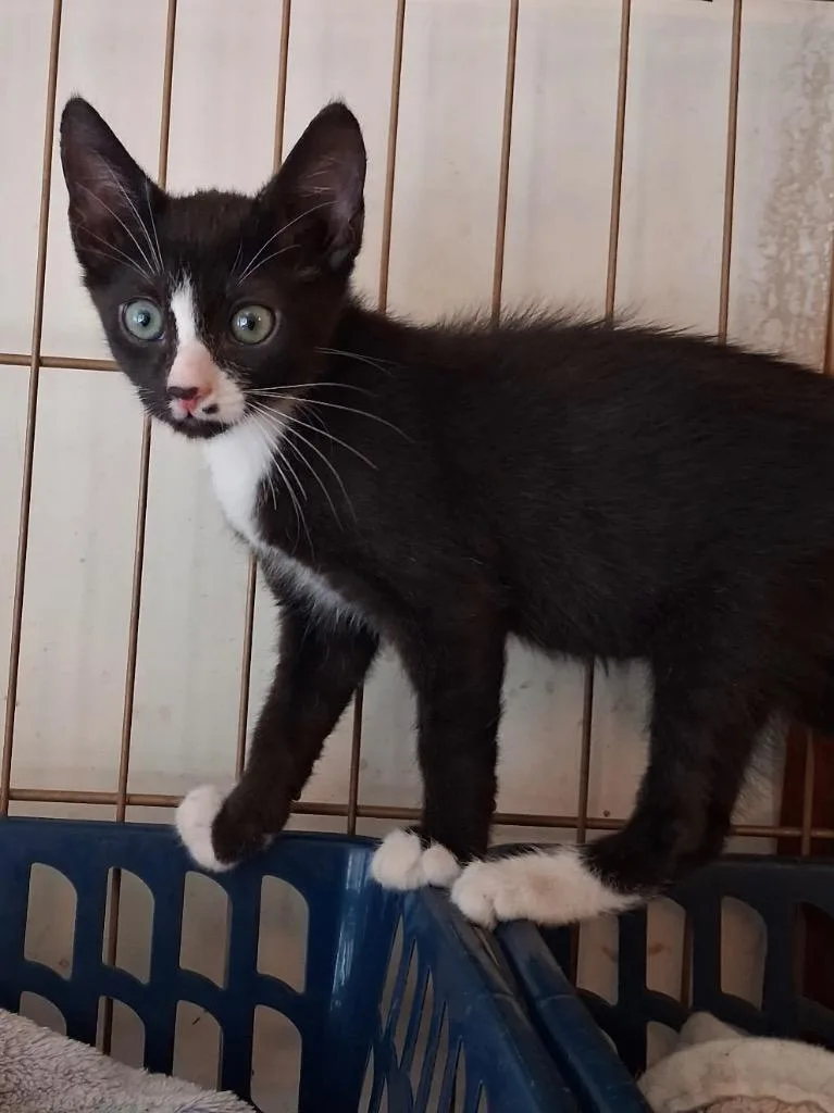 A baby small-sized male Domestic Short Hair cat named Winston for adoption in Ogden, UT