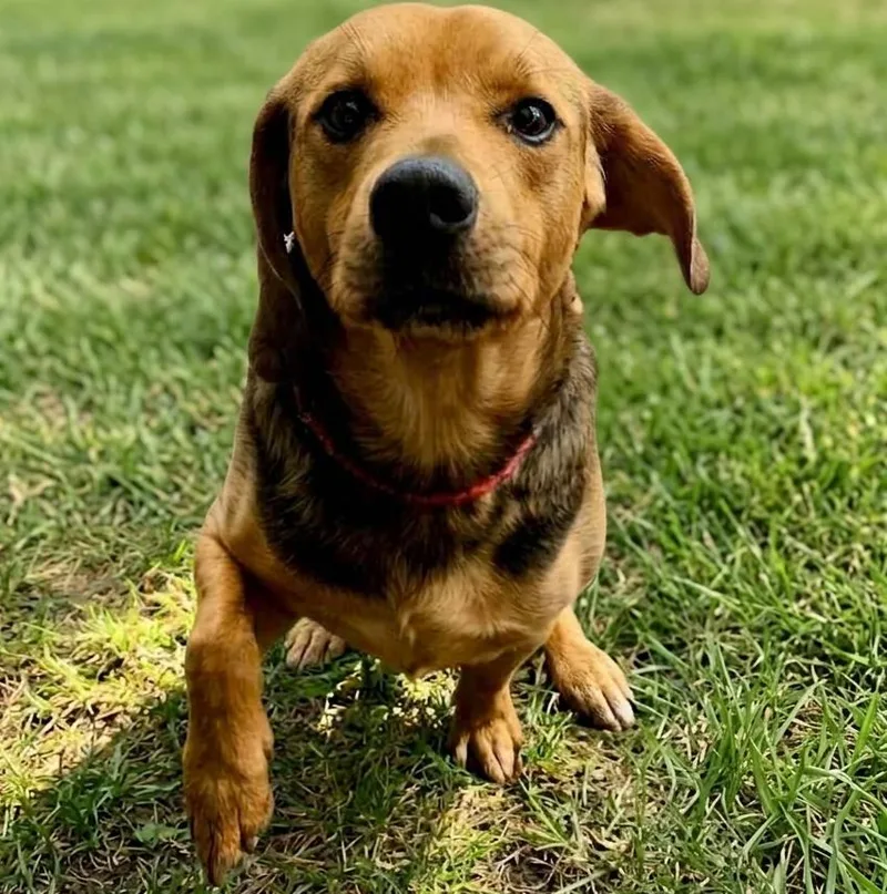 An adult large-sized male Shepherd dog named Fred for adoption in Brooklyn Center, MN