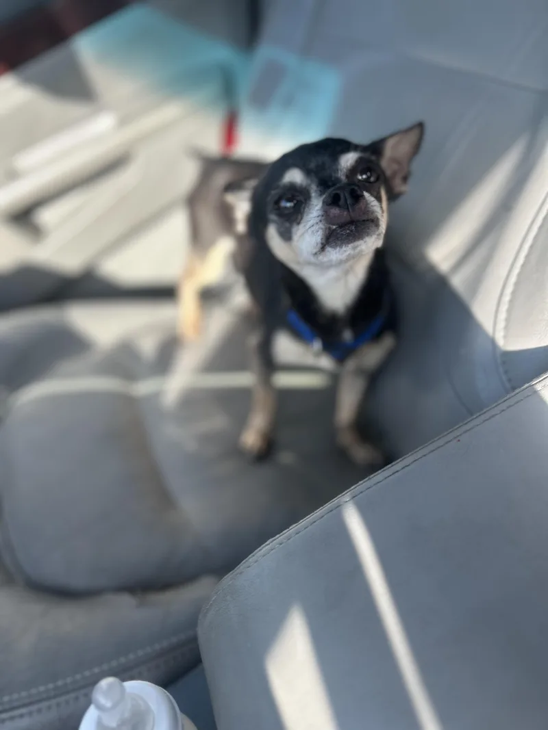 Jerry Springer thumbnail 4