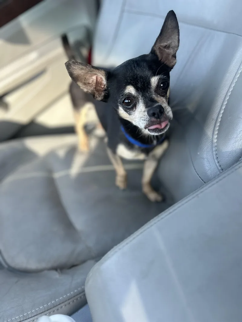 Jerry Springer thumbnail 5