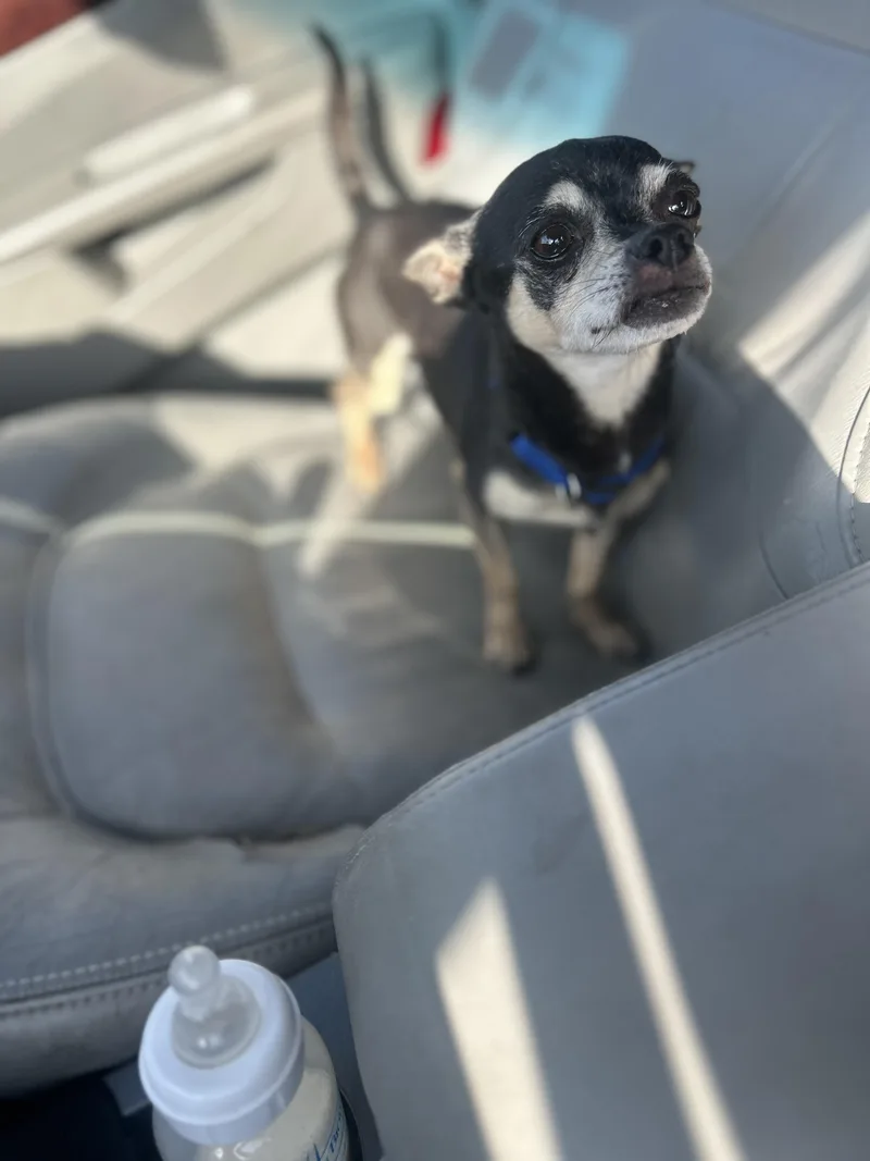 Jerry Springer thumbnail 6