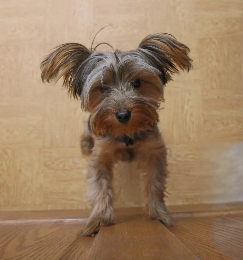 A baby small-sized male Black Yorkshire Terrier dog named Owen for adoption in Plain City, OH