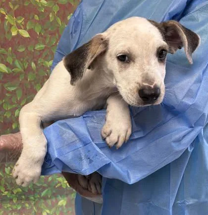 A young small-sized male American Staffordshire Terrier dog named Fred for adoption in San Antonio, TX