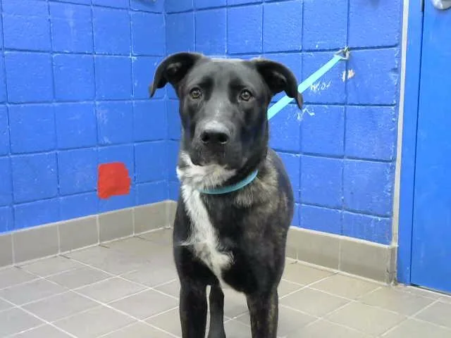 A young medium-sized male Pit Bull Terrier dog named Smarty for adoption in Albuquerque, NM