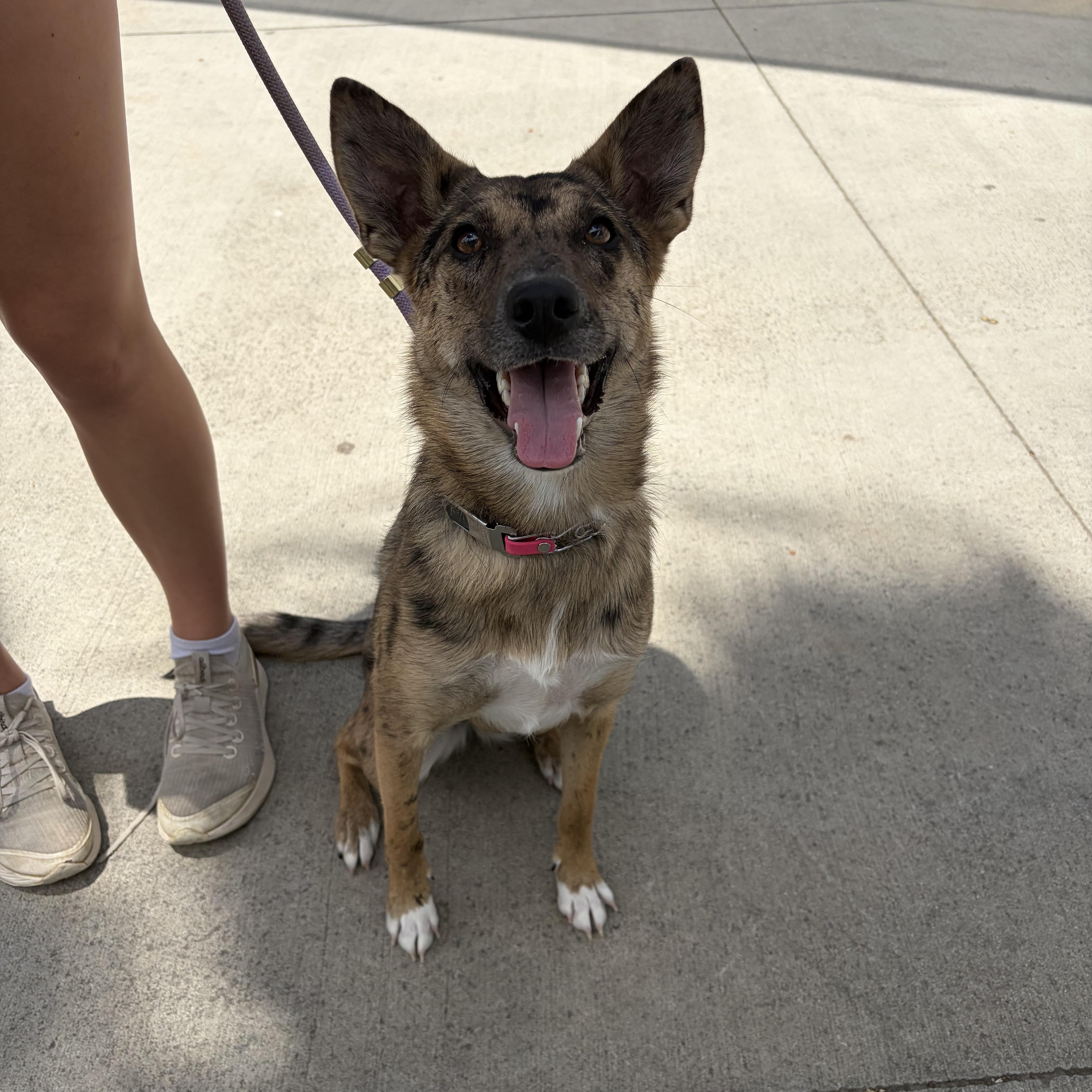 A young medium-sized female Australian Shepherd dog named Ellie for adoption in Corona, CA