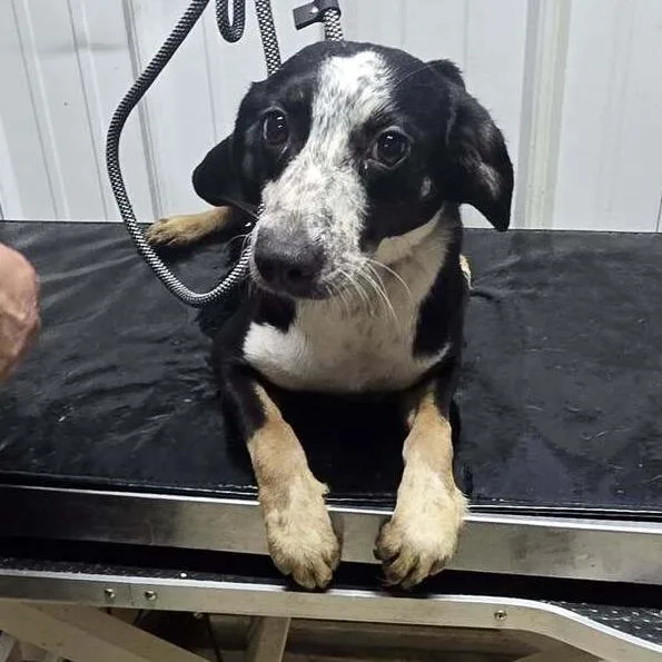 A young medium-sized female Black Mixed Breed dog named Beta for adoption in Springboro, OH