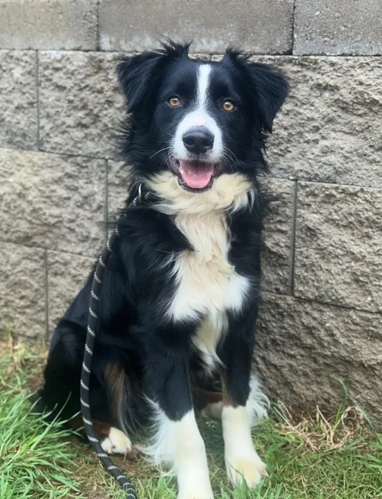 A young medium-sized male Australian Shepherd dog named Atlantis ⛵️ for adoption in TULSA, OK