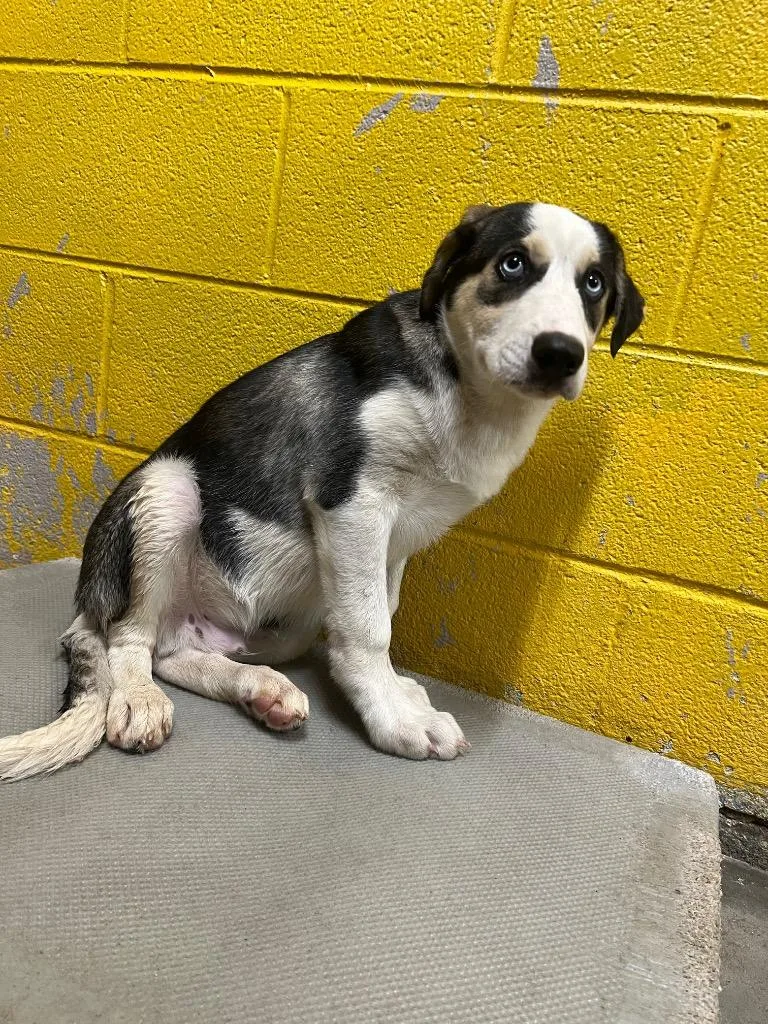 A baby medium-sized male Mixed Breed dog named Skylar for adoption in Murray, KY