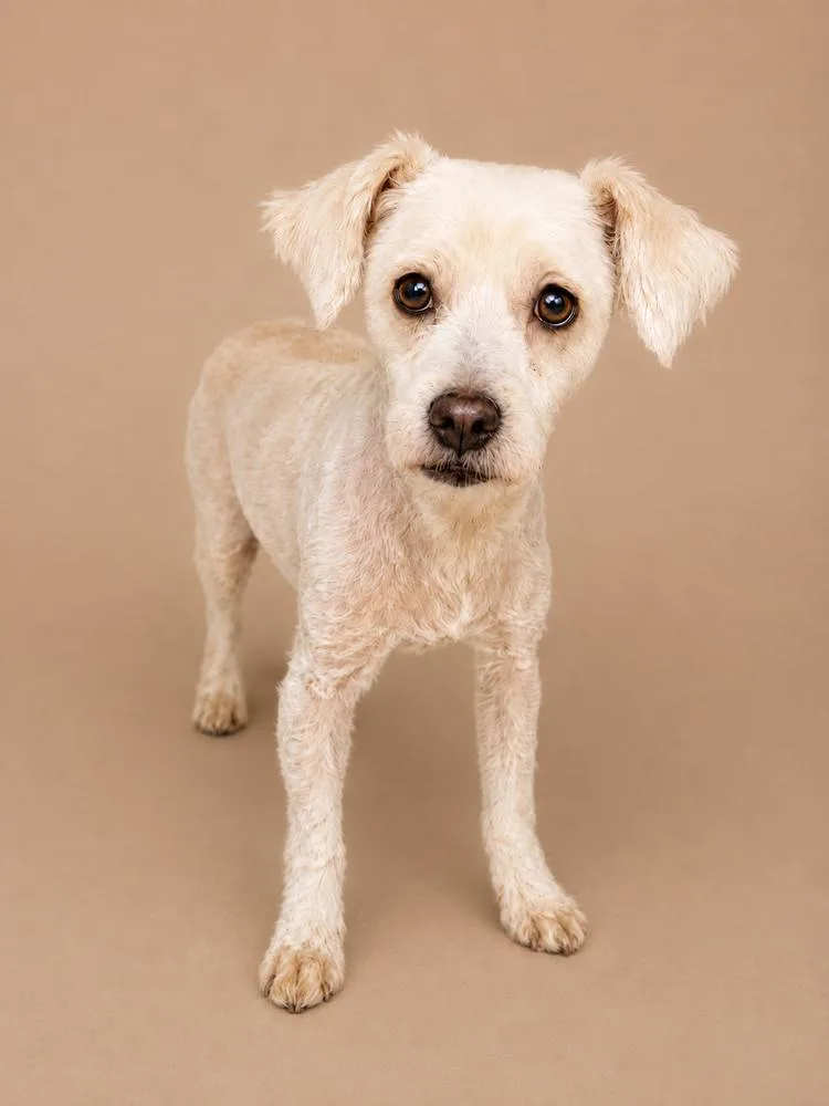 A young small-sized male Mixed Breed dog named Anubis for adoption in Statesboro, GA