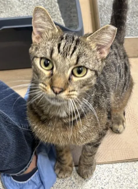 An adult medium-sized male Domestic Short Hair cat named Snoop for adoption in Dedham, MA