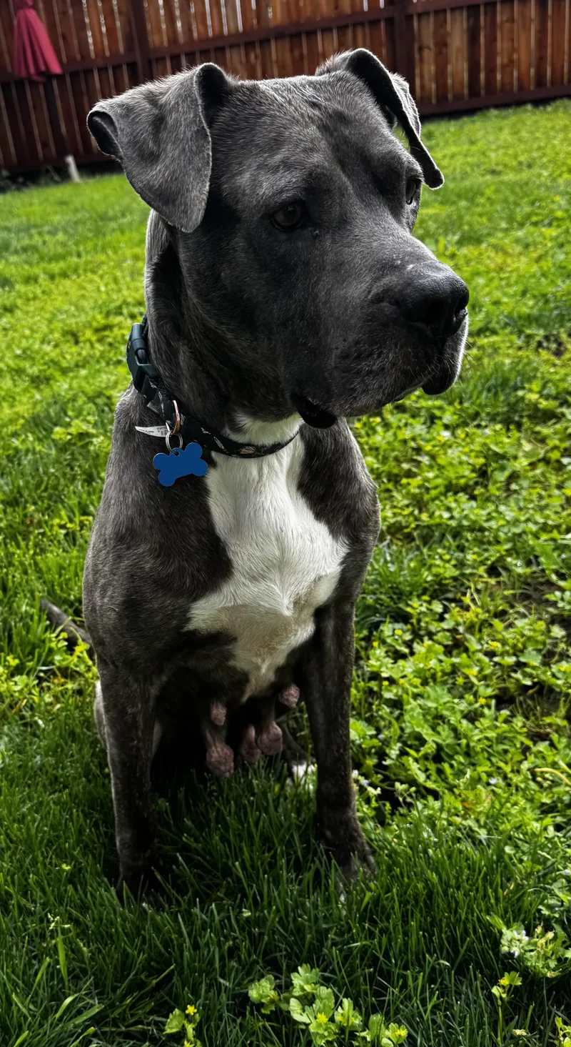 An adult medium-sized female American Staffordshire Terrier dog named Shelby for adoption in Lincoln, CA