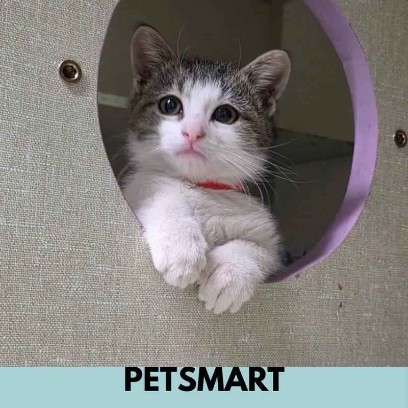 A baby small-sized male White Domestic Short Hair cat named Littles for adoption in Lakewood, CO