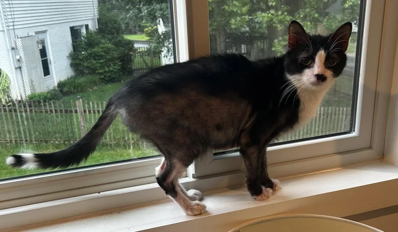 A senior medium-sized female Black & White / Tuxedo Domestic Short Hair cat named Rigby FEE SPONSORED for adoption in Herndon, VA