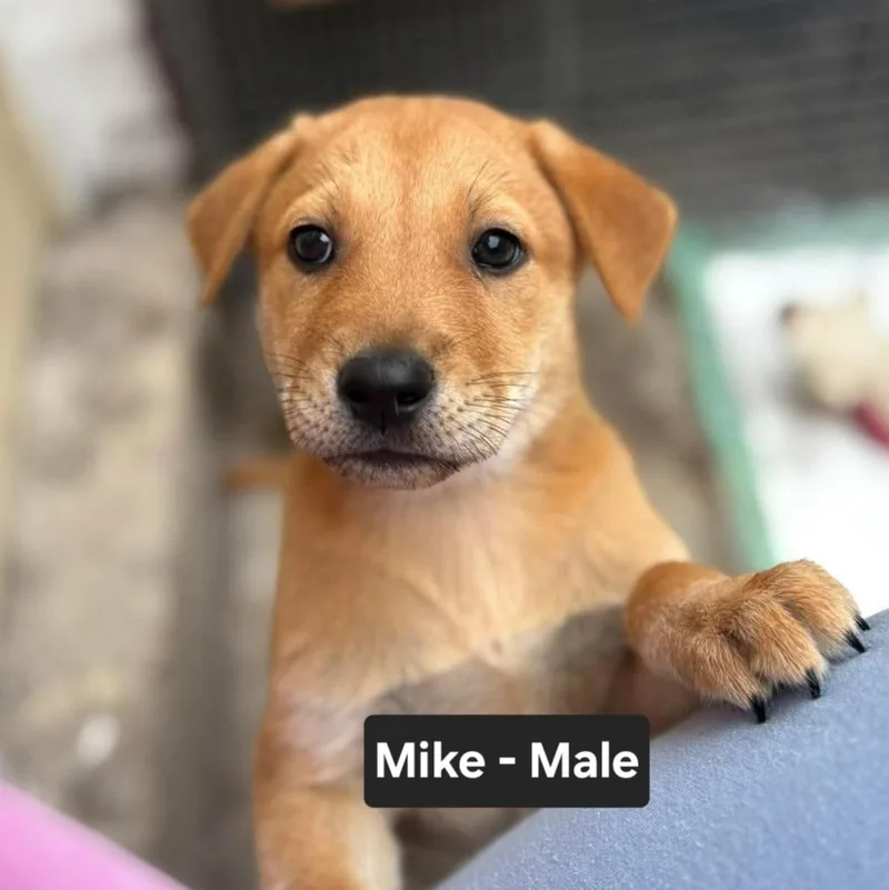 Mike