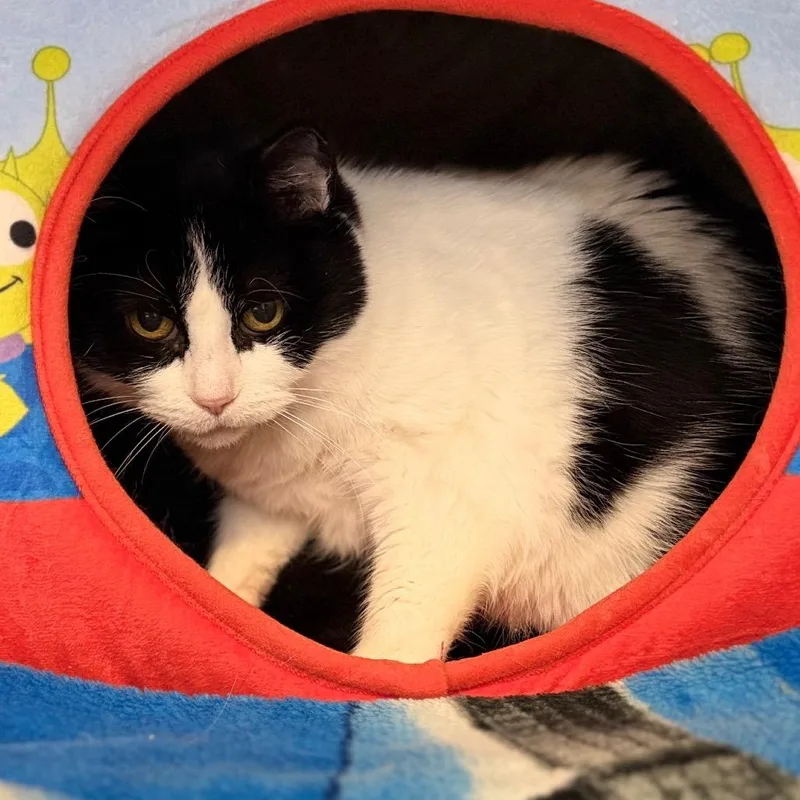 A senior medium-sized female Domestic Short Hair cat named Aurora for adoption in Portage, MI