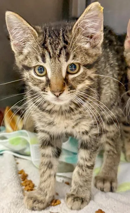 A baby small-sized male Domestic Short Hair cat named Samuel for adoption in Verona, WI