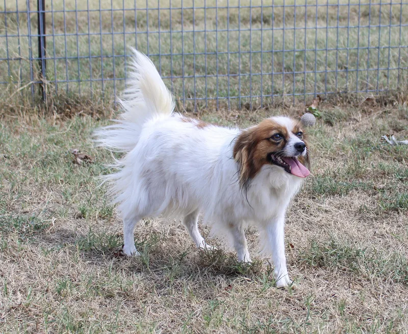 An adult small-sized female Red / Chestnut / Orange Papillon dog named Lilly for adoption in Neosho, MO