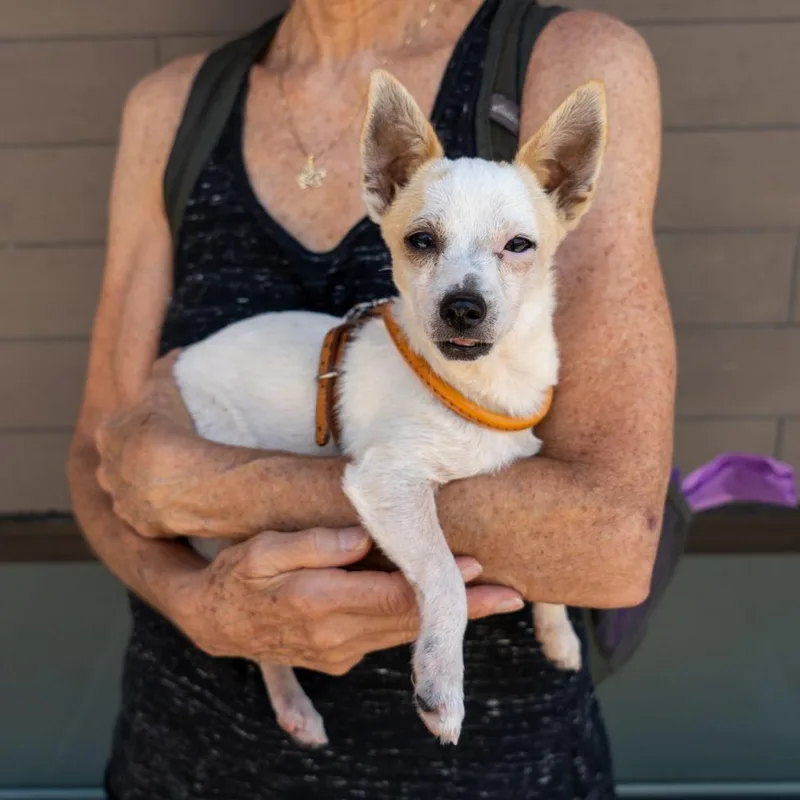 A young small-sized female White / Cream Chihuahua dog named Dovey for adoption in New York, NY