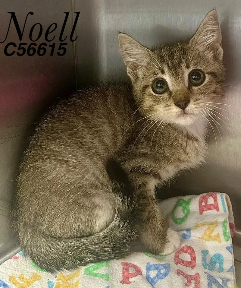 A baby medium-sized female Domestic Short Hair cat named Noell for adoption in Clarksville, TN