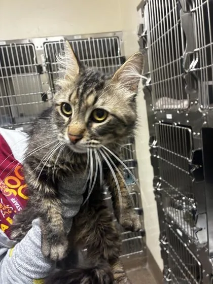 An adult medium-sized male Buff / Tan / Fawn Domestic Medium Hair cat named Walter for adoption in Wichita, KS
